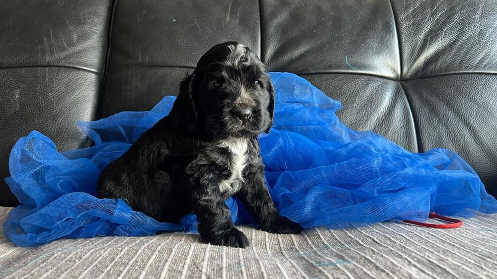 Cocker spaniel inglês