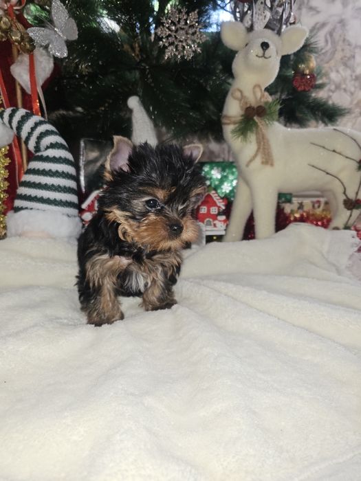 Йоркширский терьер щенок мальчик