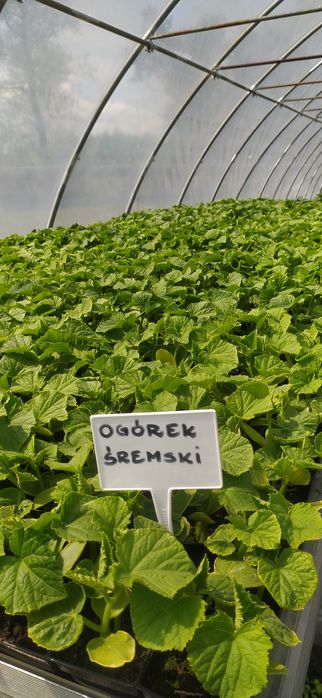 Rozsady warzyw(flancki,sadzonki)Pomidor ,Ogórek