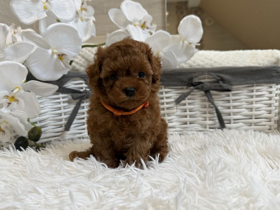 Pudel toy red ( red brown),  xxs, teacup malutkie suczki