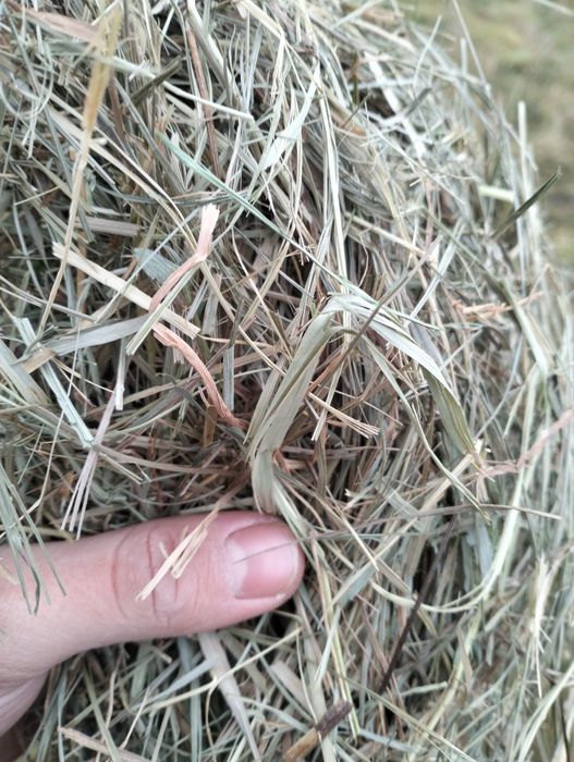 Siano dla koni alergików! Siano w belach baloty sezon 2025 siatka dla