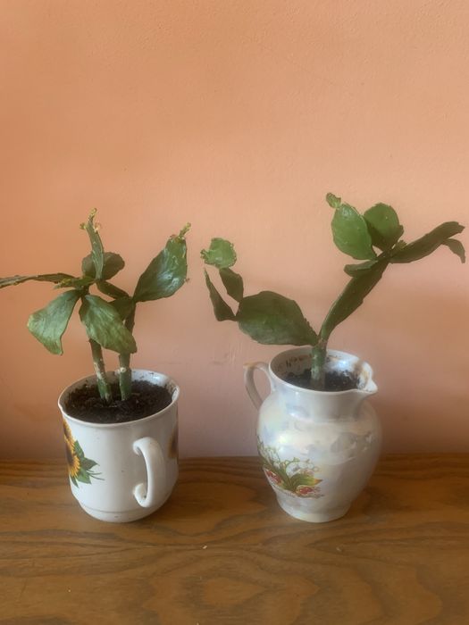 Кактуси сукуленти