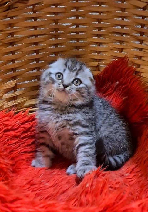 Шотландские котята шоу класса