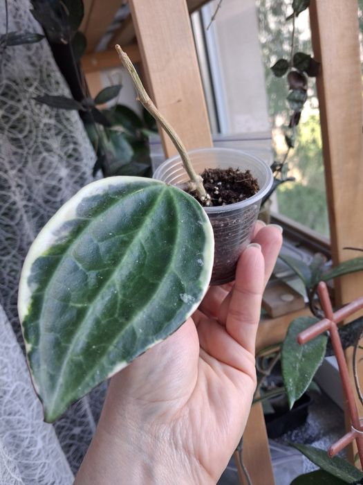 Хойя hoya Macrophylla albomarginata