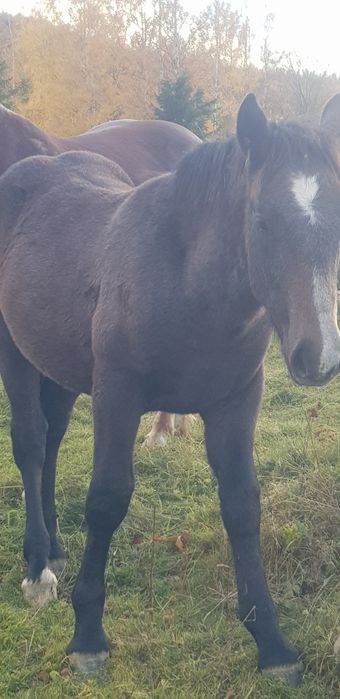 Продається лошук 7 місяців