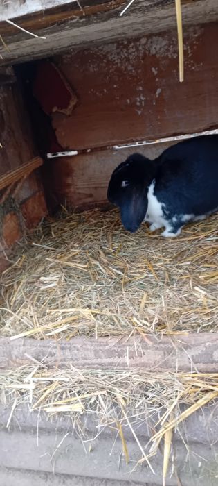 Sprzedam króliki barany francuskie