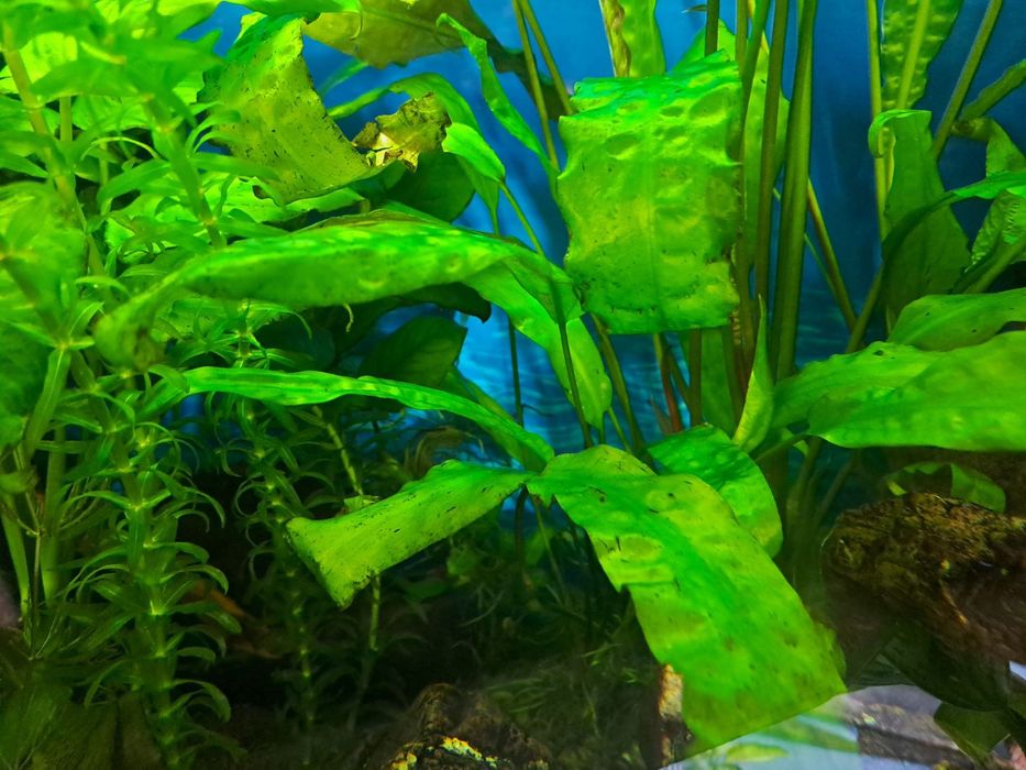 Рослини для акваріума