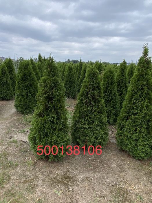 Tuja szmaragd w donicy 200-250 cm