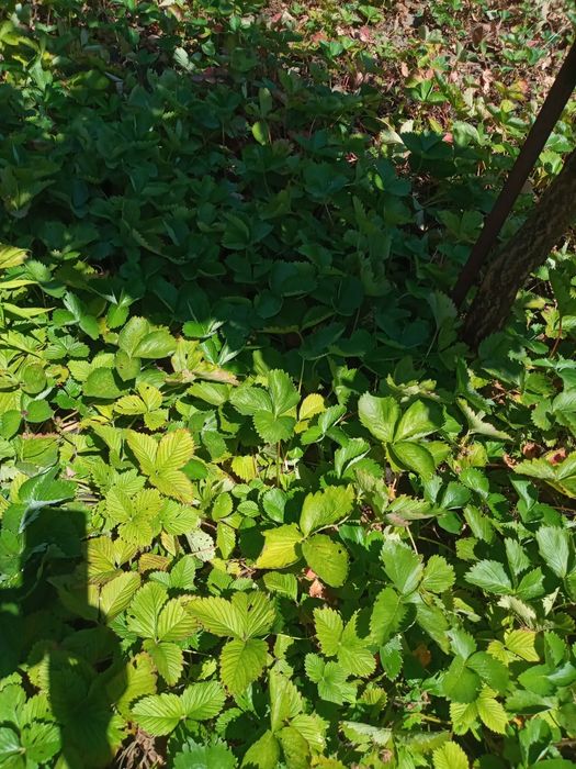 Продам сажанцы ремонтантной клубники Королева Елизавета