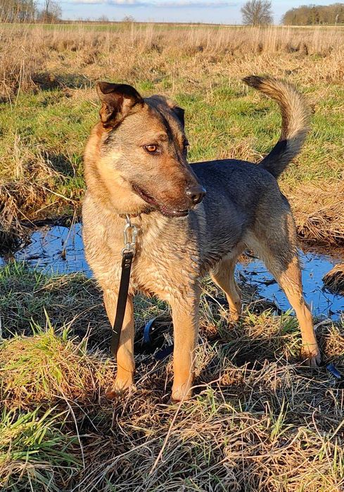 BREGO - piękny, młody, mądry pies