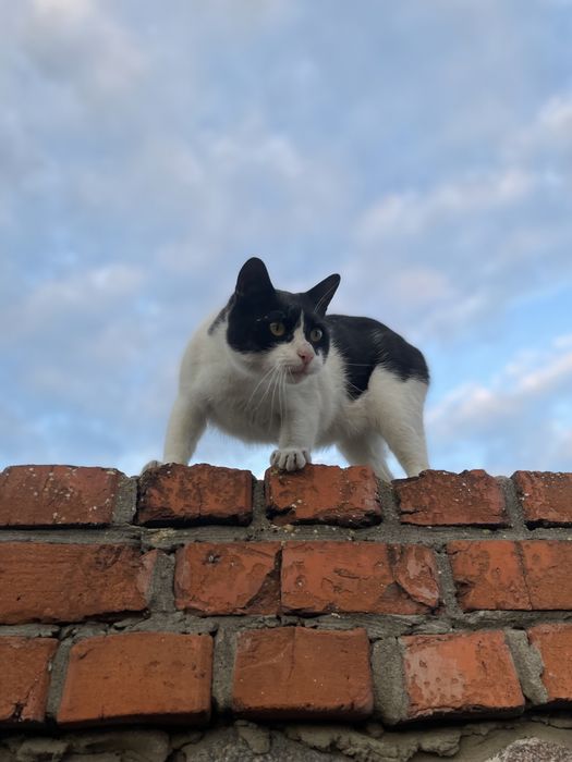 Нашелся кот  " Batman "