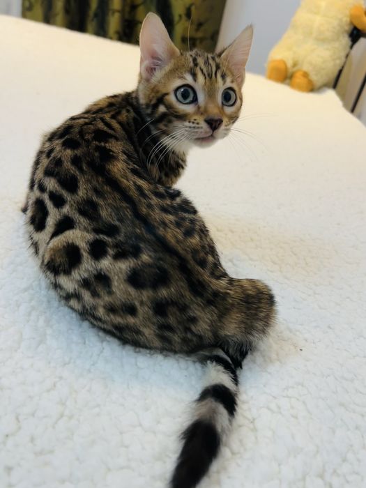 Słodki kocurek bengalski. Legalna hodowla