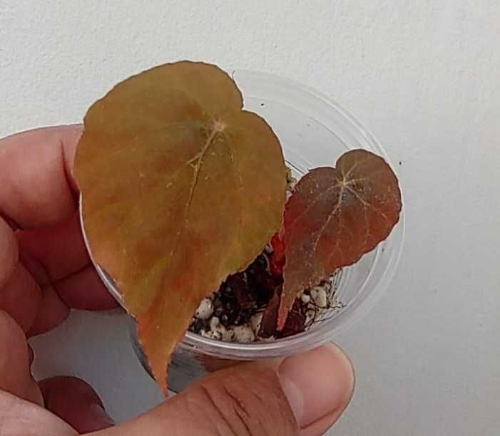Begonia goegoensis, B. burkillii ‘Dark Form’, lub B. pavonina
