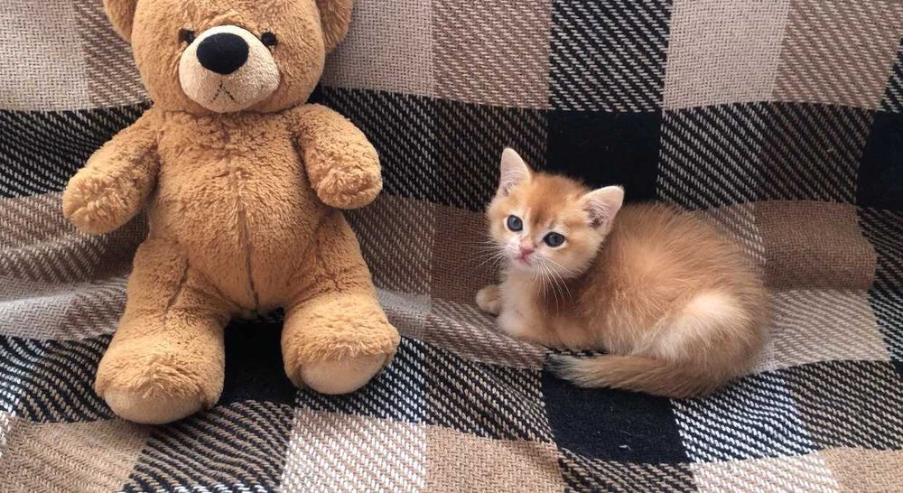 Золота шиншила британець котик
