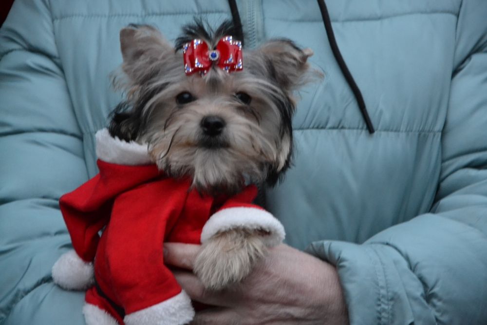 Маленька красунечка чекає люблячу родину!