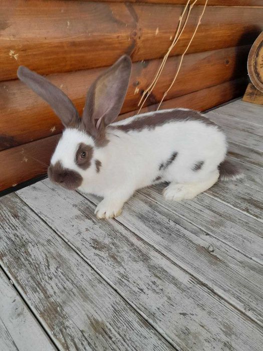 Кролі НСВ (строкачі) на продаж. Вік 2 місяця. 300 грн за 1 кг