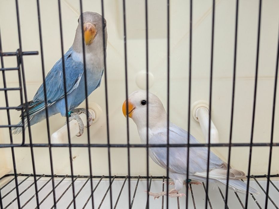 Agapornis Roseicollis - casal com certificado de sexagem