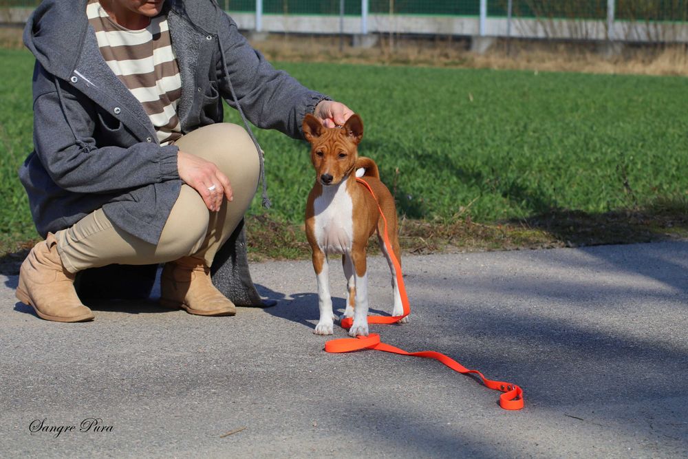Piękna Suczka Basenji