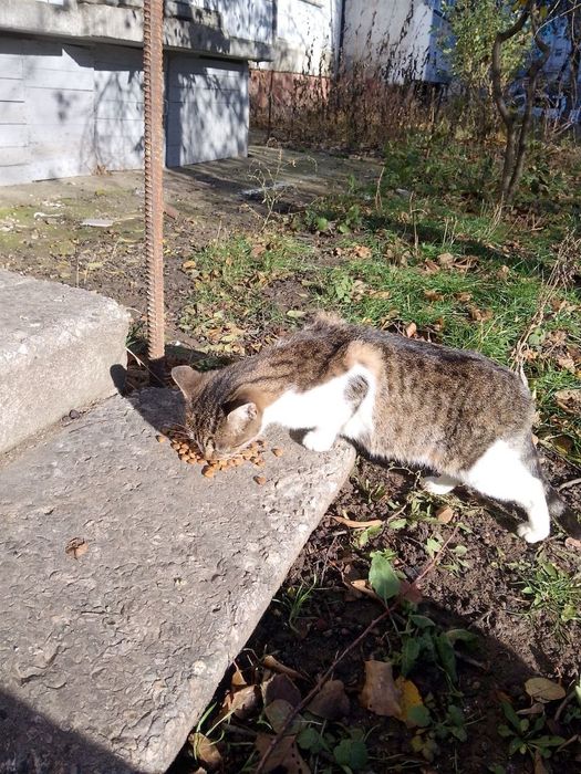 Терміново віддам в добру родину