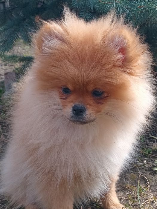 Продажа померанский шпиц