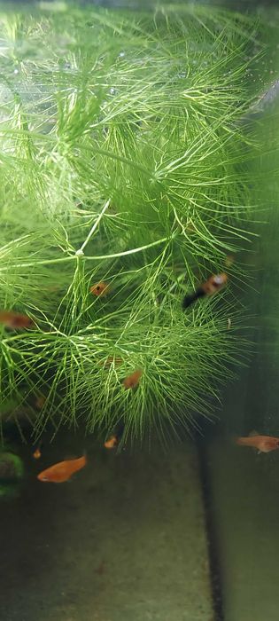 Rogatek - roślina akwariowa.