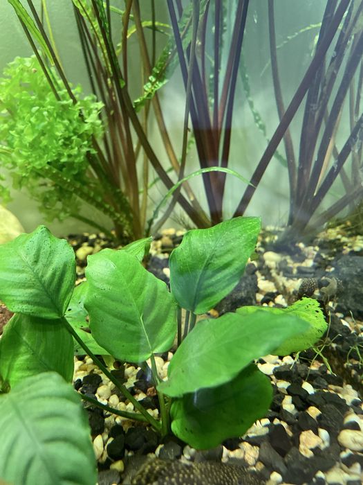 Mikrozorium, microzorium, microsorium Roślinka roslina akwariowa