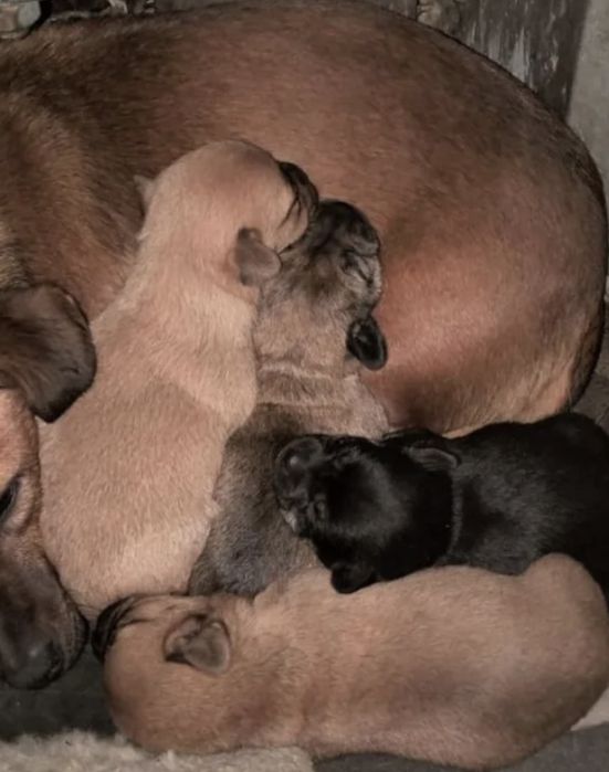 Срочно отдам щенков 2х месячных  Днепр Синельникова