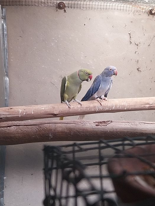 Ringnecks adultos para venda
