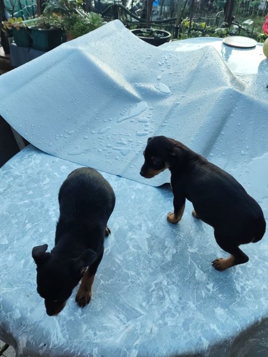 Cãezinhos para adotar