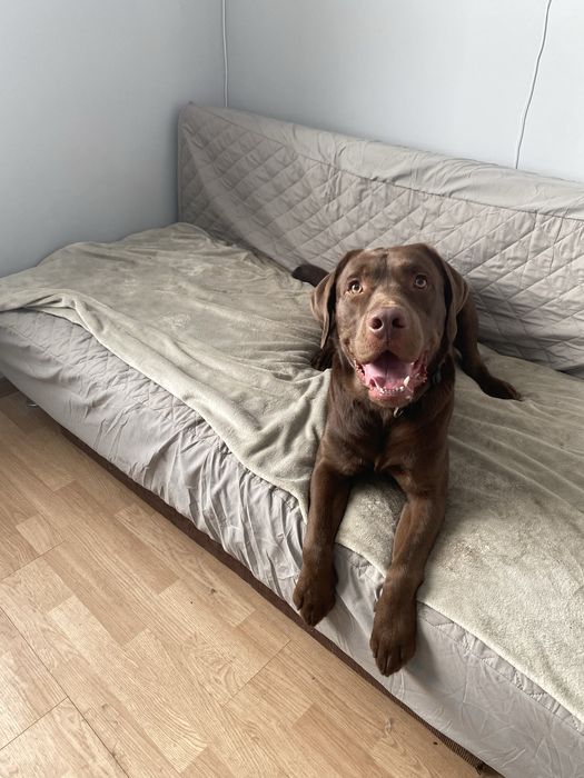 Перетримка для собак, dog sitter, няня для собак від 700 грн/день