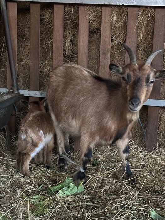 Cabras anas - femeas e filhos