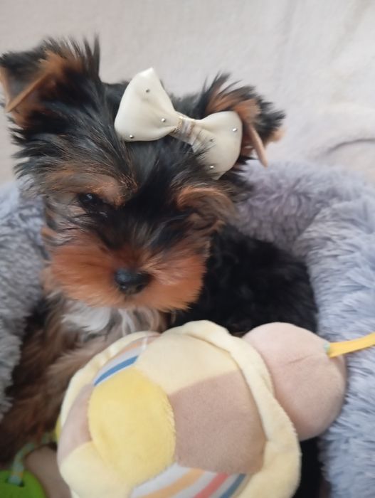 Йорки з ветпаспортом