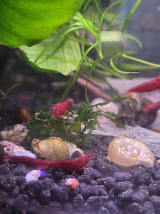 Czerwone krewetki neocaridina bloody mary