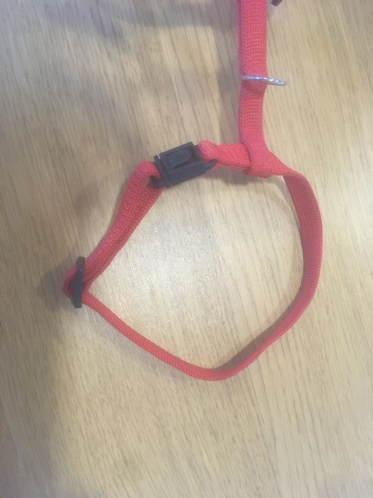 Peitoral/coleira para cão pequeno