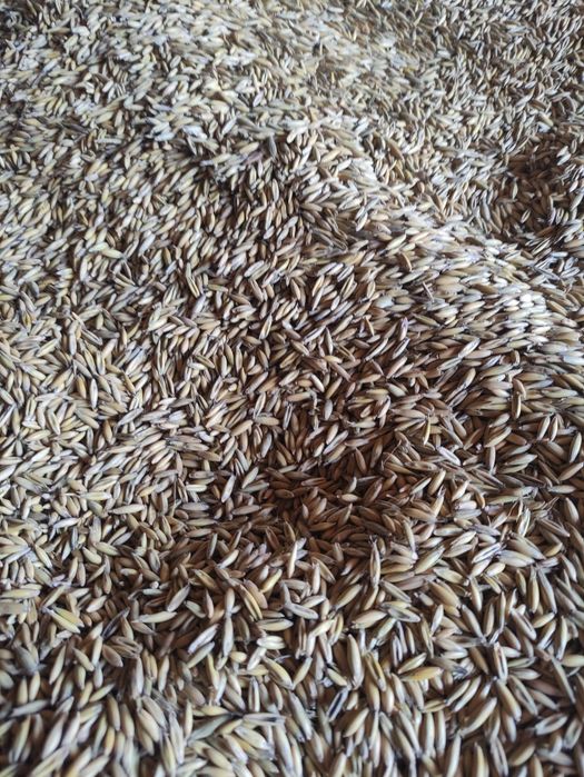 Owies workowany 30zł za worek 40kg ze zbiorów 2025