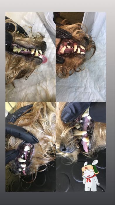 Стрижка собак. Грумер. Стрижка котов. Груминг. Грумінг. Чистка зубов