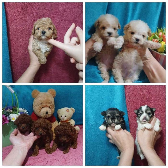 Той пуделя ред Браун. Мальти пу мишки.