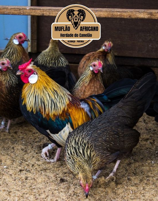 Casais de Cocos, Coquichos ou Garnizes