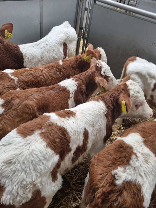 cielaki typowo mięsne