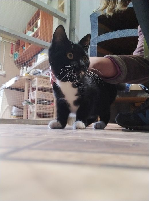 Kotka Ramona czeka pilnie na dom