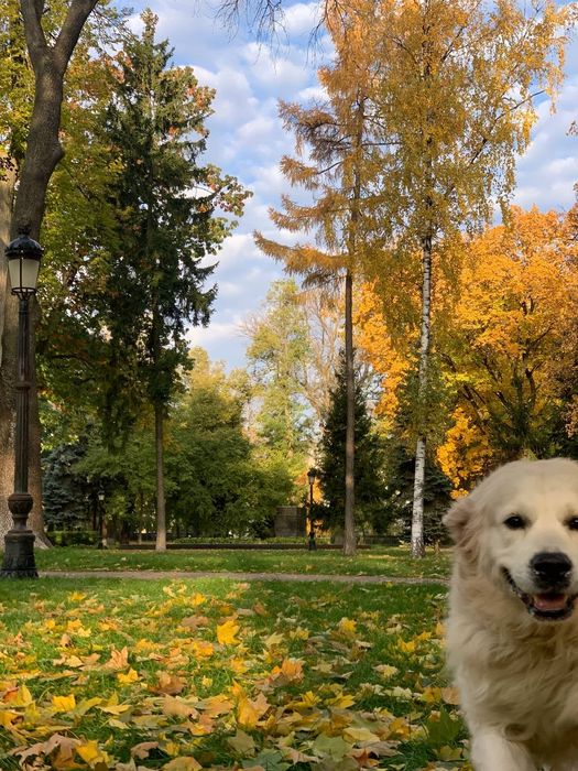 кобель для вязки