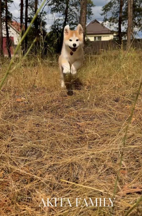 Акіта іну хлопчик розплідник AKITA FAMILY