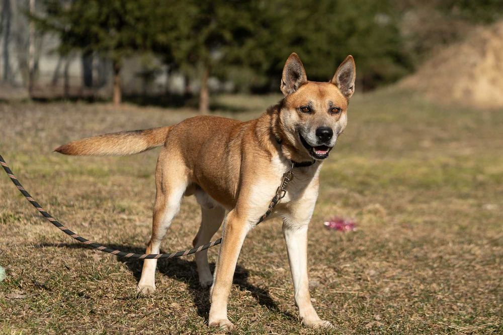 husky mix   Nit szuka domu -schronisko Zgierz -aktualne