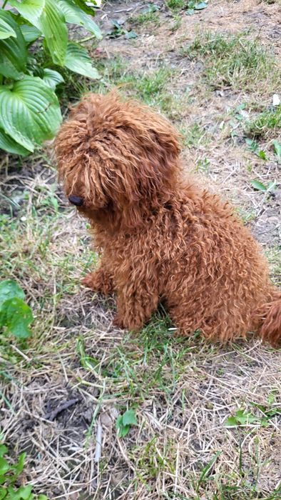 Той пудель вязка.