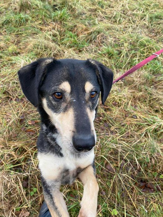 Szary i niewidzialny Leszek do pilnej adopcji