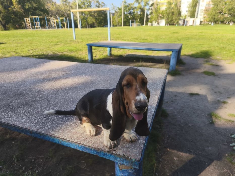 Чудові дівчата Басет Хаундів