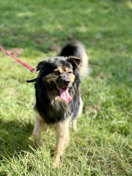 Szarik — piękny pies do adopcji