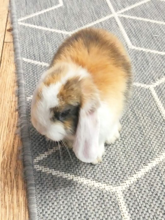 Królik miniaturka baranek - samiczka