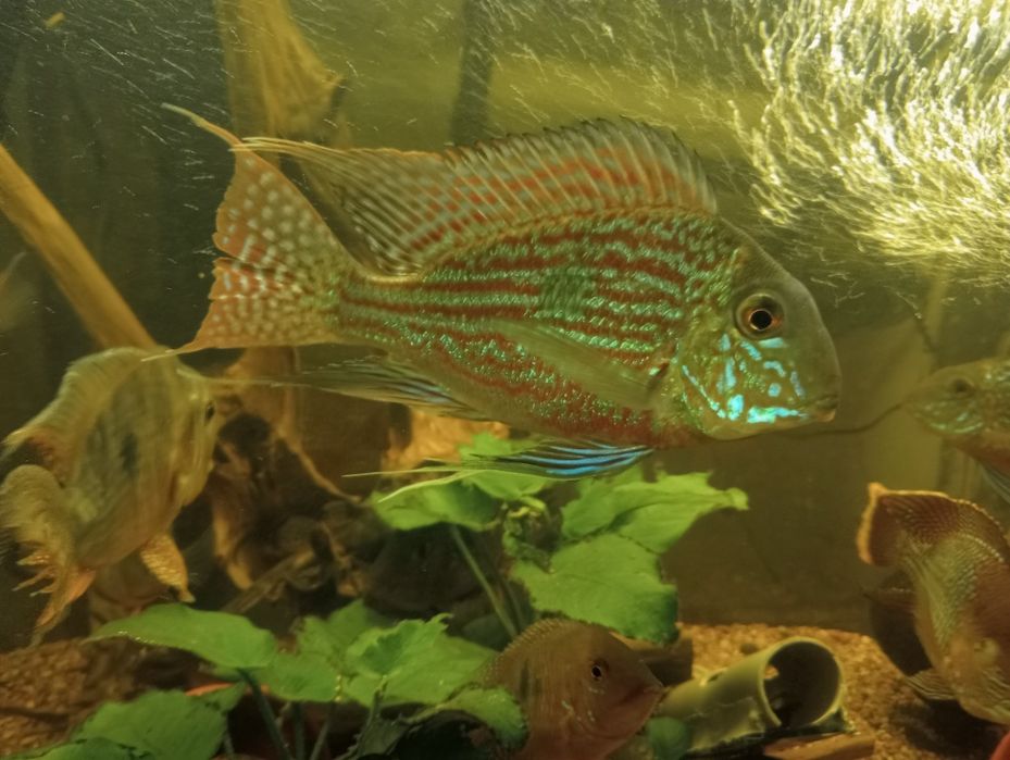 Ziemiojad Sveni, Geophagus Sveni, Młode pielęgnice.