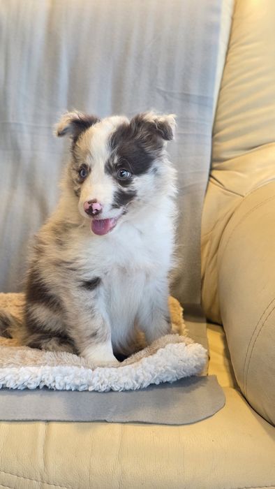 Border Collie Red Merle Fêmea (Olho Azul e Verde)